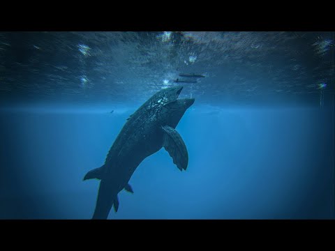 How to kill a fish in Ark !!!! ( Ark Survival Evolved)