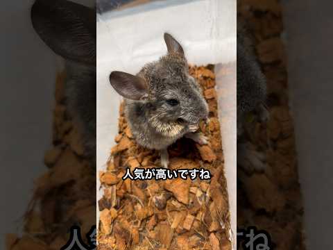 汚すぎるチンチラを綺麗にする方法