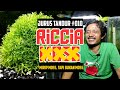 jurustandur 010 ~ riccia fluitans moss ijo royoroyo yang bukan moss