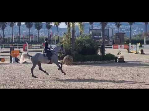 Daddy Cool Ter Linden Z