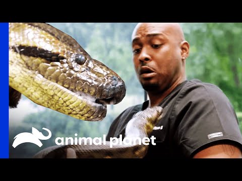 Anakonda ist Dr. Ross' neue Patientin | Das Tierarztleben