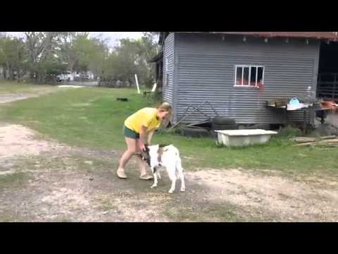 Headbutt to the nuts