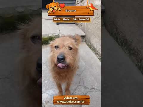 Vídeo de Boomer