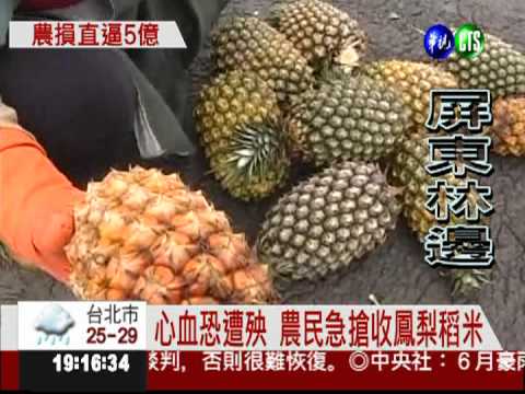 暴雨襲嘸採工! 全台農損逾4億