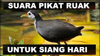 Download lagu Paddy birds #Paddy birds #Paddyfieldbirdssound #Paddyfieldbirds #soundbirds mp3