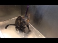 Cat says "no more" during her bath! 
