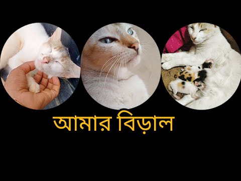আমার বিড়াল ওকে আমি অনেক ভালোবাসি#minivlog #cat #catvideos #youtubeshorts #shorts #short #pet love🐈.