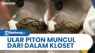 BIKIN PANIK! Ular Piton Muncul dari Kloset Rumah Warga di Tangerang, Petugas Damkar Lakukan Ini