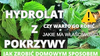 Hydrolat z pokrzywy. Jak zrobić domowym sposobem. Czy warto go robić? Jakie ma właściwości.