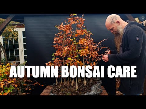 How to take care of your Bonsai trees in Autumn