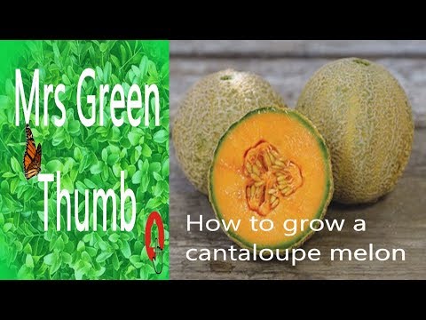Cantaloupe honey rock how to grow from seed to plant #organicgardening #cantaloupe #gardening