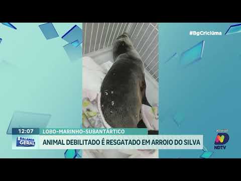Lobo-marinho é resgatado em praia de Balneário Arroio do Silva