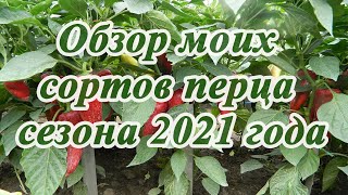 Перец Санькина любовь: отзывы, описание сорта, фото, видео, отзывы ...