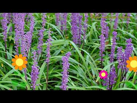 download lagu mp3 mp4 Liriope Muscari Ingwersen, download lagu Liriope Muscari Ingwersen gratis, unduh video klip Liriope Muscari Ingwersen