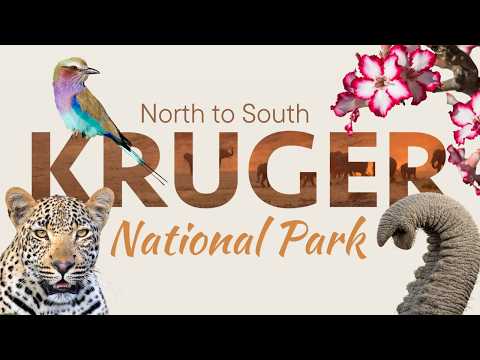 Driving Kruger National Park North to South – What It’s Really Like