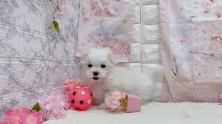 マルチーズの動画01