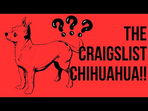 Craigslist Chihuahuas