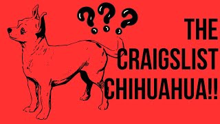 The Craigslist Chihuahua: Who Would’ve Thought