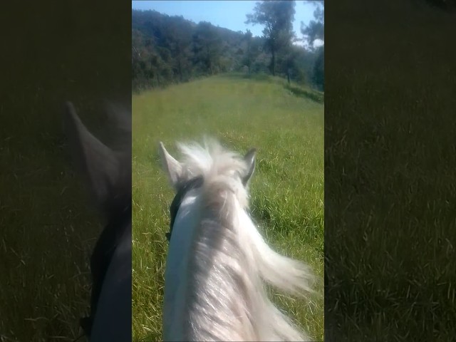 Vídeo relacionado con Funny f Vaca f Western Country hilarante sarcástico Meme Vacas Camiseta