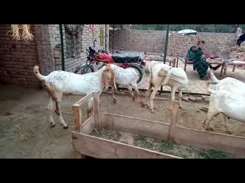 Cheeni Goat Stock for Eid-ul-Azah 2022!