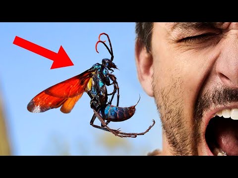 LE 5 PUNTURE DI INSETTO PIÙ DOLOROSE AL MONDO