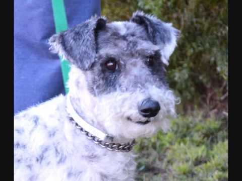 Schultze - adopted!, an adopted Wire Fox Terrier & Schnauzer Mix in San Diego, CA_image-1