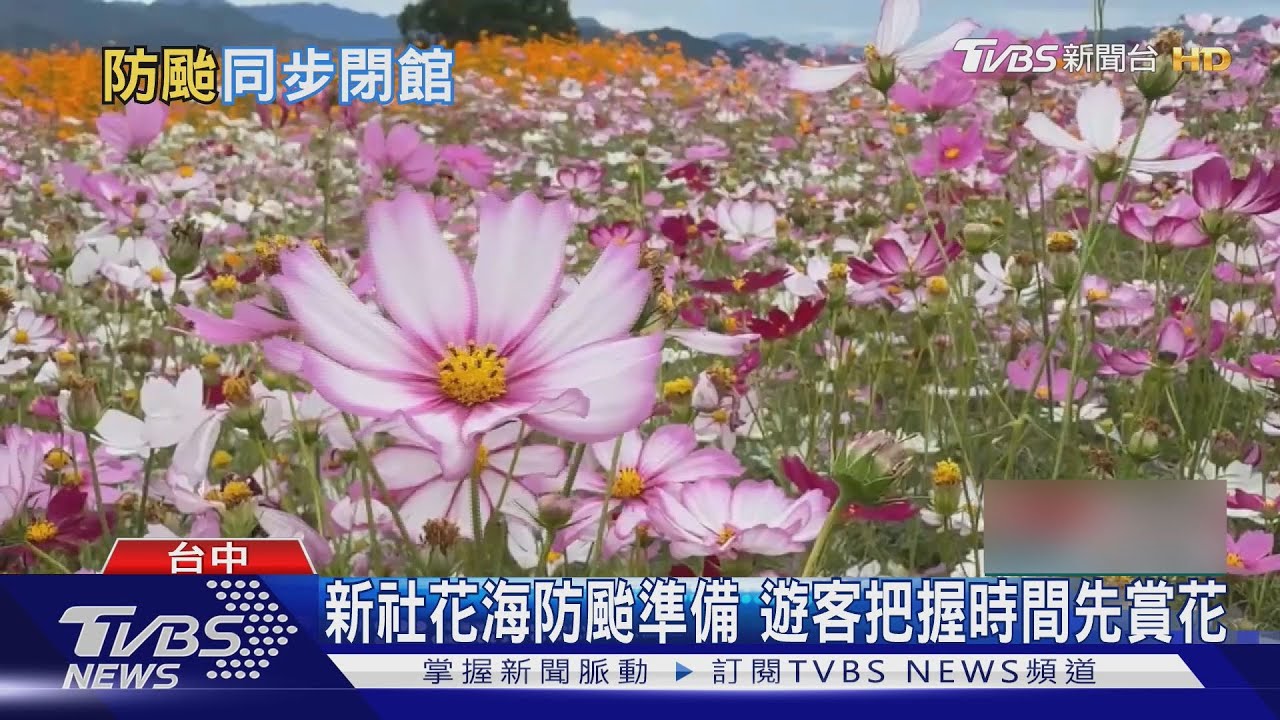 颱風來了！「新社花海」恐遭強風摧殘　遊客搶先欣賞最後美景