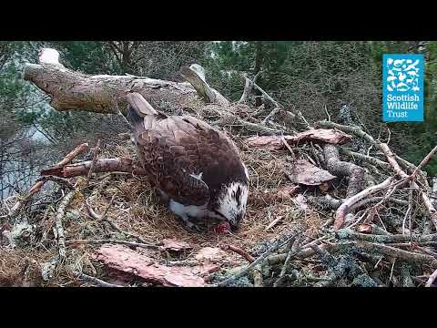 Female Osprey NC0 Laying First Egg of the Season - Loch of the Lowes Webcam (2024)