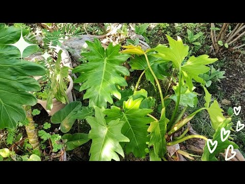 VARIOUS PLANTS FROM MY MUM'S GARDEN