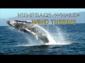 What Can A Humpback Whale Teach A Wind Turbine? | Think Like A Tree
