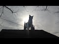 Hollywood Drunks - The Cat {Official Video}