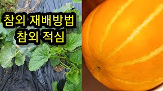 텃밭, 참외가 안 열리면 이렇게 하세요