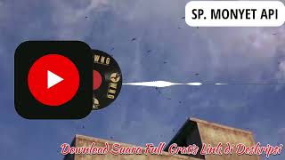 Download lagu Suara Walet Panggil Gratis SP. Monyet Api | Downlod Suara Walet mp3 Download lagu Suara Walet Panggil Gratis SP. Monyet Api | Downlod Suara Walet mp3