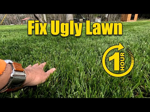 How to Fix an Ugly Lawn in One Day