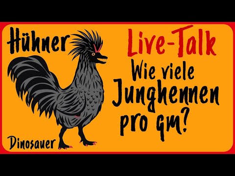 Hühner Live-Talk themenoffen & Junghennen Platzbedarf