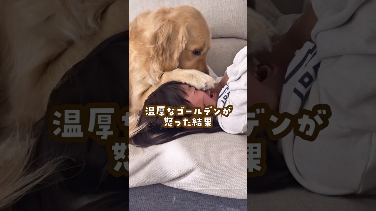 温厚なゴールデンが怒った結果 #ゴールデンレトリバー #大型犬のいる生活 #goldenretreiver