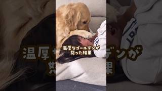温厚なゴールデンが怒った結果 #ゴールデンレトリバー #大型犬のいる生活 #goldenretreiver