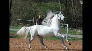 Julian Werding - Weisse Pferde