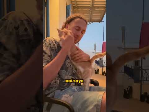 Ο Παλιομικρός! | #cat #comedy #cats