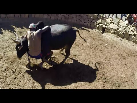 "Savika" - Traditional "Bull Fight" in Madagascar