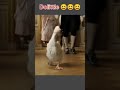 Dr Dolittle Or Uski Sena Shorts Video Clips