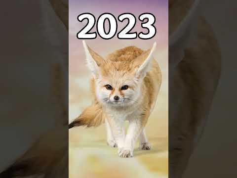2023 Fennec fox vs 5000 bce Fennec fox