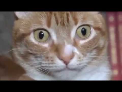 DJ ZHEREKHAN - LION KING REMIX