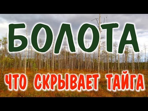 БОЛОТА РОССИИ. Виды болот. Болото стихия. Видео-очерк с болот, погуляем