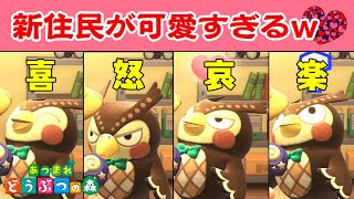 【あつもり実況】感情豊かすぎる博物館長がめちゃカワでした💗【あつまれ どうぶつの森/Animal Crossing】#4