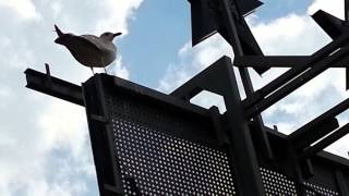 Digitopia Animation Reference - Seagull static, pecking, scratch animation low angle - slow motion