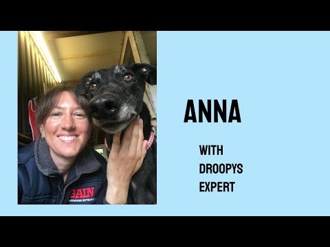 ALNWICK ALFIE Trap 5 wins H/C race at NEWCASTLE 18thMAY 2021