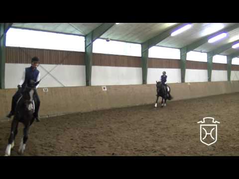 Holsteiner Stute von Ramirado - Hunter - Rinaldo