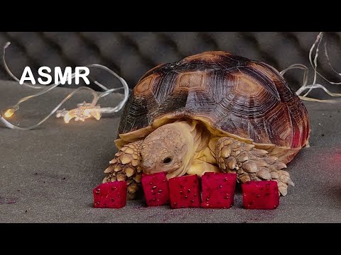 turtle asmr eating watermelon very delicious 🍉 animal asmr eating food 먹방 🐢16