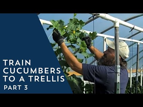How to Train Cucumbers to a Trellis 3
